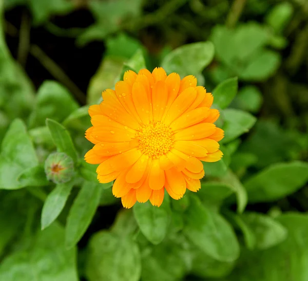 Marigold (Calendula officinalis) — Stock Photo, Image