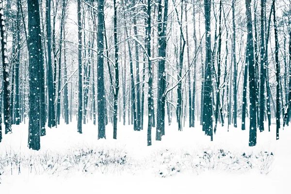Zimní les se stromy pokrytými sněhem. — Stock fotografie