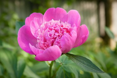 Pembe şakayık büyüyen