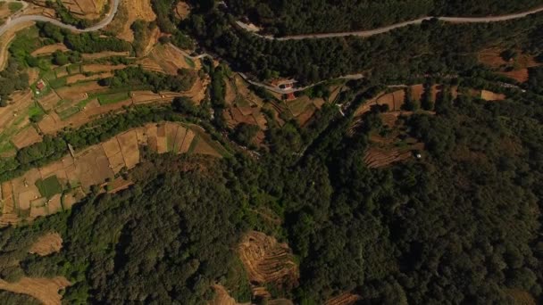 Aerial view of rice field and agricultural land — Stock Video