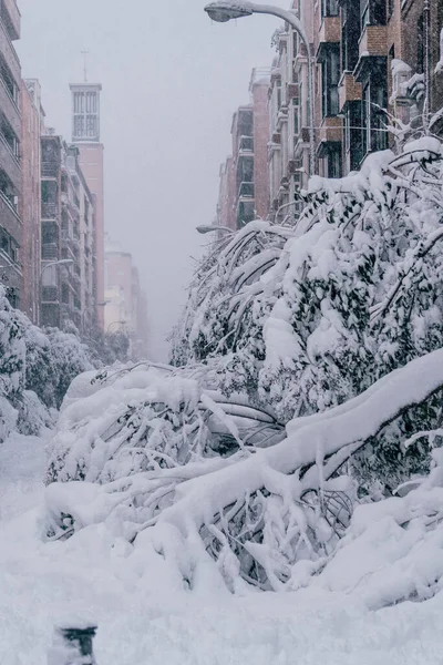 马德里的一棵倒下的树 大雪覆盖着 由于历史上的暴风雪 菲洛米娜和汽车在树上行驶 后面的建筑物 — 图库照片