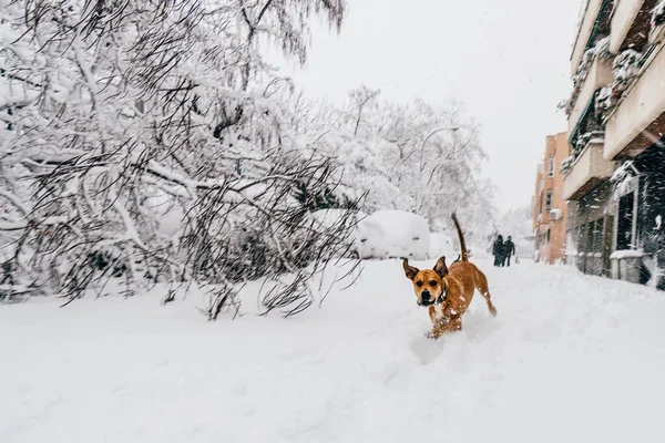 マドリード スペイン 2021年1月 嵐による倒木の近くで遊ぶ犬 重い雪を持つFilomena — ストック写真