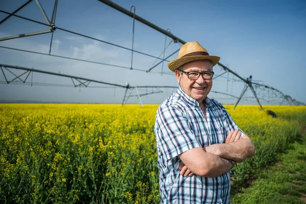 Orgoglioso Agricoltore Anziano Accanto Suo Campo Colza — Foto Stock