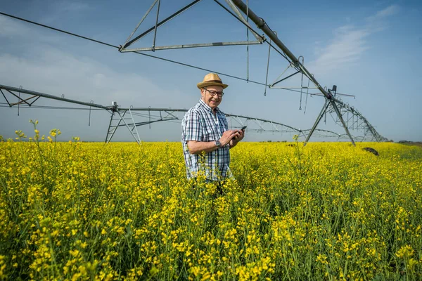 Agricoltore Anziano Trova Nel Campo Della Colza Esamina Colture Vegetali — Foto Stock