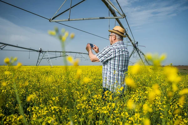 Orgoglioso Agricoltore Anziano Nel Suo Campo Colza Sta Fotografando Sua — Foto Stock