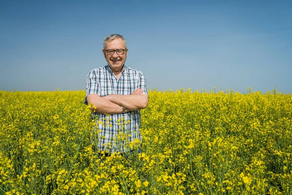 Orgoglioso Agricoltore Anziano Trova Nel Suo Campo Colza Allegro Gode — Foto Stock