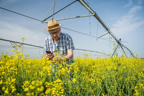 Agricoltore Anziano Trova Nel Campo Della Colza Esamina Colture Vegetali — Foto Stock