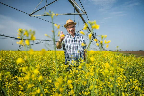 Orgoglioso Agricoltore Anziano Accanto Suo Campo Colza — Foto Stock