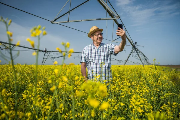 Orgoglioso Agricoltore Anziano Nel Suo Campo Colza Sta Fotografando Sua — Foto Stock