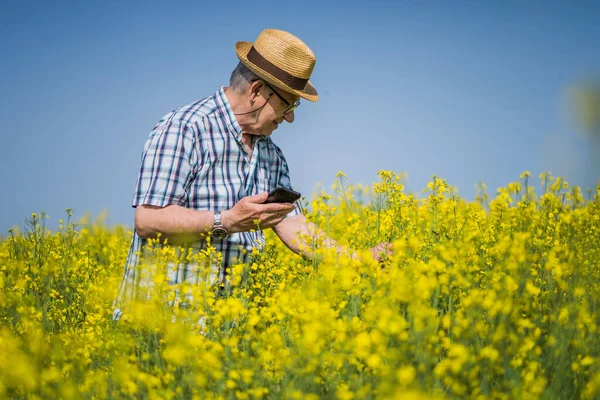 Agricoltore Anziano Trova Nel Campo Della Colza Esamina Colture Vegetali — Foto Stock