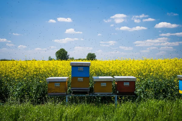 Rapsfeld Und Bienenstöcke Sonnigem Tag — Stockfoto