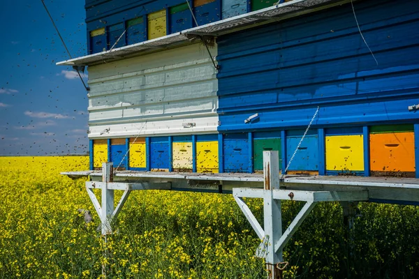 Rapsfeld Und Bienenstöcke Sonnigem Tag — Stockfoto