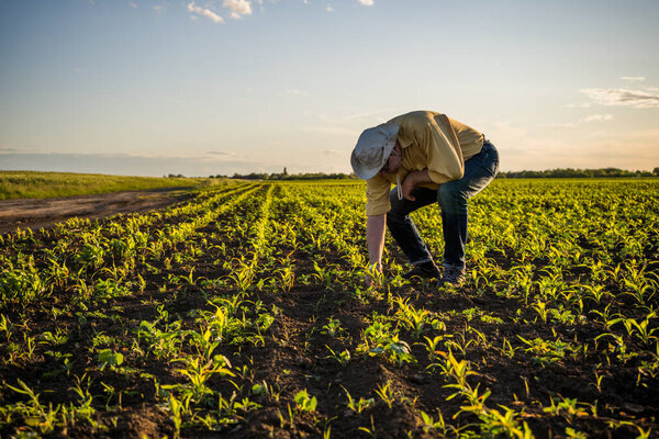 Senior farmer is standing in his growing corn field. He is is examining his sown corn field.