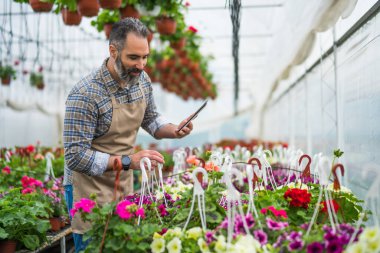 Adam küçük işletme serasında çalışıyor. Bitkileri inceliyor.. 