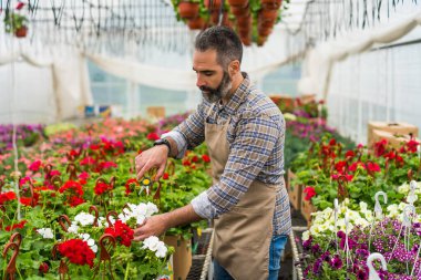 Adam küçük işletme serasında çalışıyor. Bitkileri inceliyor.. 