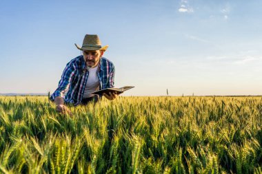 Farmer is standing in his growing wheat field. He is examining crops after successful sowing. clipart