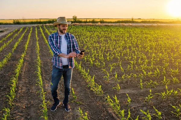 Farmář Stojí Svém Rostoucím Kukuřičném Poli Zkoumá Plodiny Úspěšném Setí — Stock fotografie