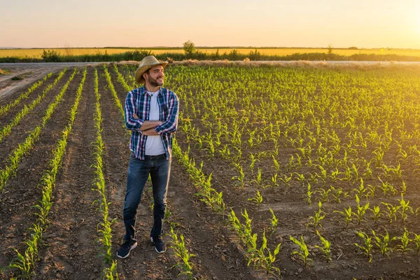 Farmář Stojí Svém Rostoucím Kukuřičném Poli Spokojen Díky Úspěšnému Setí — Stock fotografie