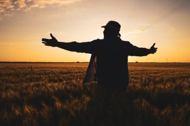 Çiftçi büyüyen buğday tarlasında duruyor. Başarılı bir tohum ektikten sonra tatmin olur..