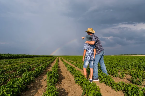 Far Lär Sin Son Chiliodling Chili Plantage Framgångsrikt Sått Jordbrukare — Stockfoto