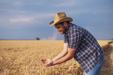 Agronomist hasat sırasında tahıl mahsullerini inceliyor..