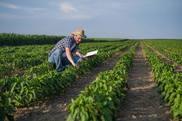 Farmář Zkoumá Svou Chilli Plantáž — Stock fotografie