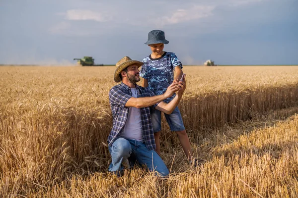 Jordbrukarna Står Sitt Vetefält Medan Skörden Pågår Far Lär Sin — Stockfoto