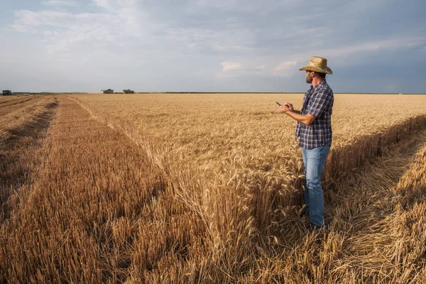 Agronomist Bada Uprawy Zbóż Podczas Zbiorów — Zdjęcie stockowe