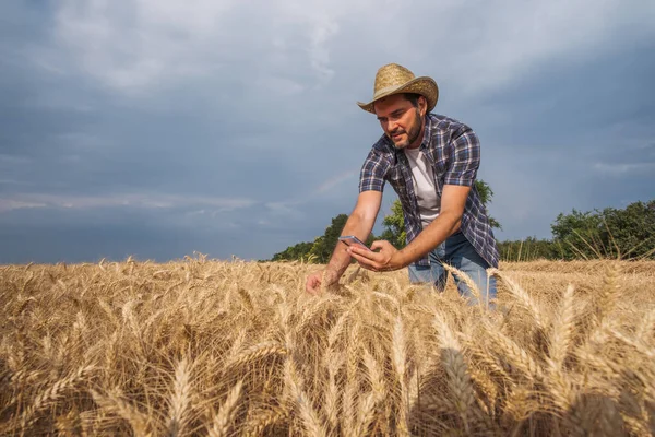 Agronomist Bada Uprawy Zbóż Przed Zbiorami — Zdjęcie stockowe