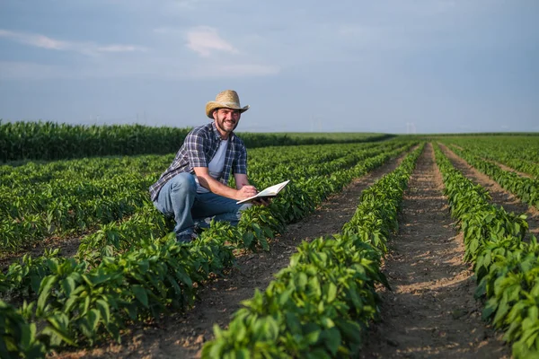 Farmář Zkoumá Svou Chilli Plantáž — Stock fotografie