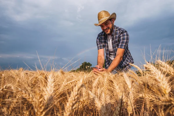 Szczęśliwy Rolnik Bada Uprawy Zbóż Przed Zbiorami — Zdjęcie stockowe