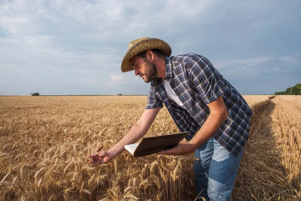 Agronomist Bada Uprawy Zbóż Podczas Zbiorów — Zdjęcie stockowe