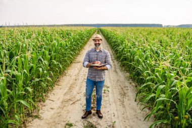 Agronomist büyüyen mısır tarlasında duruyor. Başarılı bir şekilde ektikten sonra mısır ekinlerini inceliyor..