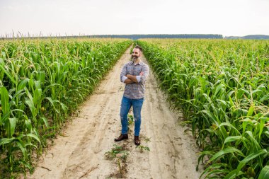 Gururlu çiftçi büyüyen mısır tarlasında duruyor. Başarılı bir sezon geçirdiği için memnun..