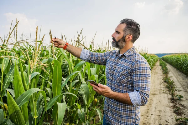 Agronomist Stoi Polu Kukurydzy Bada Uprawy Kukurydzy Udanym Siewie — Zdjęcie stockowe