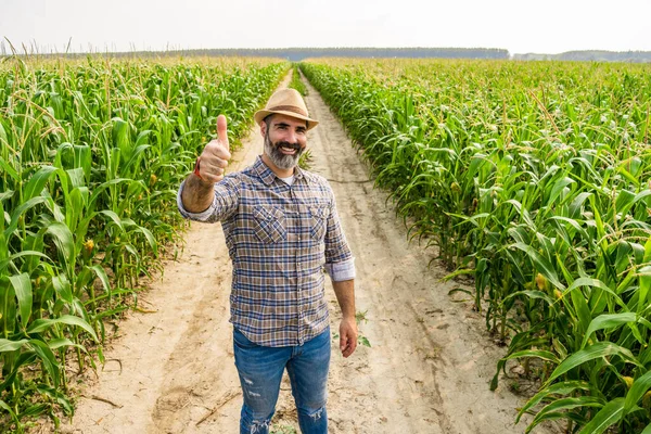 Pyšný Farmář Stojí Svém Rostoucím Kukuřičném Poli Spokojen Díky Úspěšné — Stock fotografie