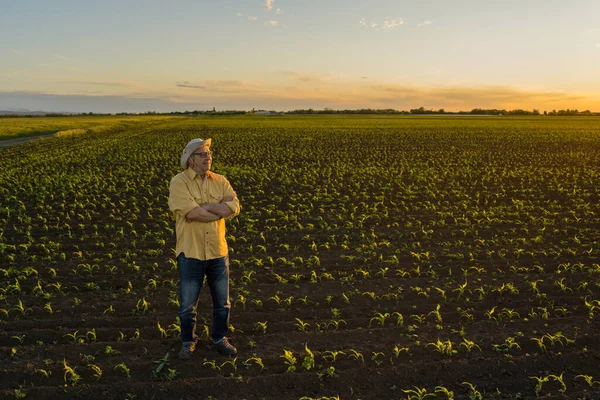 Agricoltore Anziano Piedi Nel Suo Campo Mais Crescita Egli Felice — Foto Stock