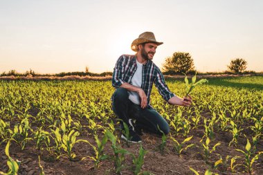 Farmer is standing in his growing corn field. He is examining crops after successful sowing. clipart