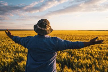 Çiftçi büyüyen buğday tarlasında duruyor. Başarılı bir tohum ektikten sonra tatmin olur..