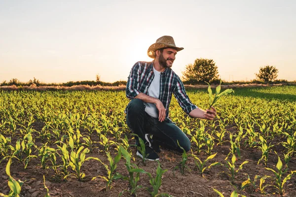 Farmer Stoi Polu Kukurydzy Bada Uprawy Udanym Siewie — Zdjęcie stockowe