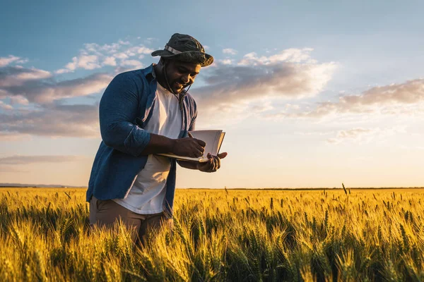 Farmář Stojí Svém Pěstitelském Pšeničném Poli Zkoumá Plodiny Úspěšném Setí — Stock fotografie