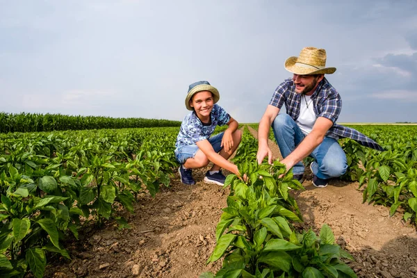 Otec Učí Svého Syna Pěstovat Chilli Chilli Plantáž Úspěšně Zasel — Stock fotografie
