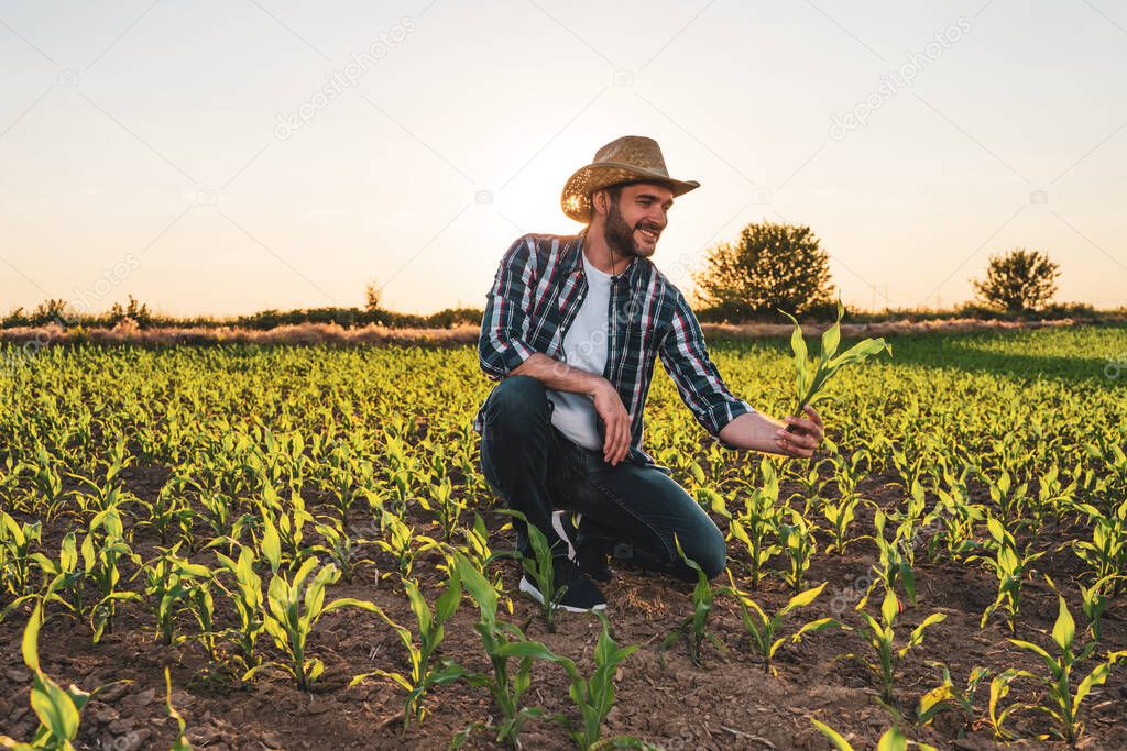 Farmer is standing in his growing corn field. He is examining crops after successful sowing.
