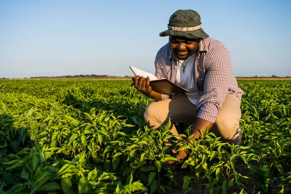 COLHEITA FELIZ : A PLANTAÇÃO DE PIMENTA QUASE NÃO VINGOU! 