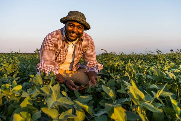 Farmer Standing His Growing Soybean Field Examining Progress Plants — Stock Photo, Image