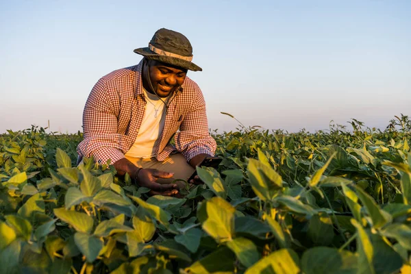 Farmer Standing His Growing Soybean Field Examining Progress Plants — Stock Photo, Image