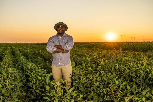 Farmer Standing His Growing Soybean Field Satisfied Because Good Progress — Stock Photo, Image