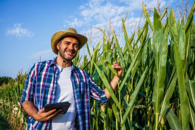 Mutlu çiftçi büyüyen mısır tarlasını inceliyor..