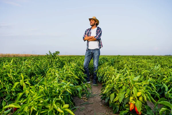 快乐的农夫站在他的胡椒种植园里 — 图库照片