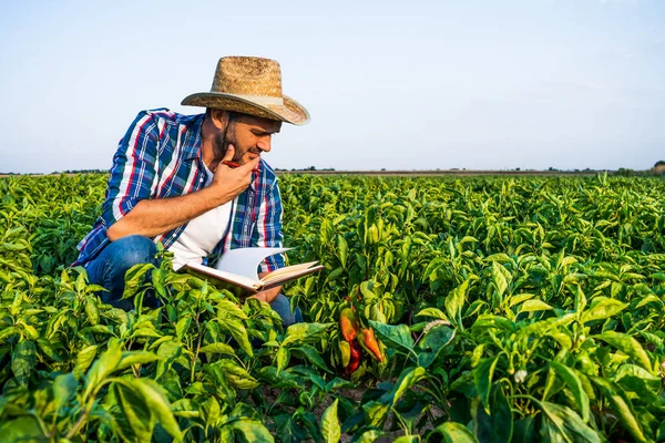 Farmář Zkoumá Svou Plantáž Pepře Bojí — Stock fotografie